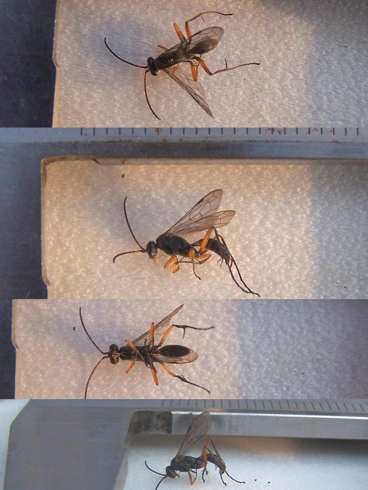 FIGURE 1 FIGURE 1